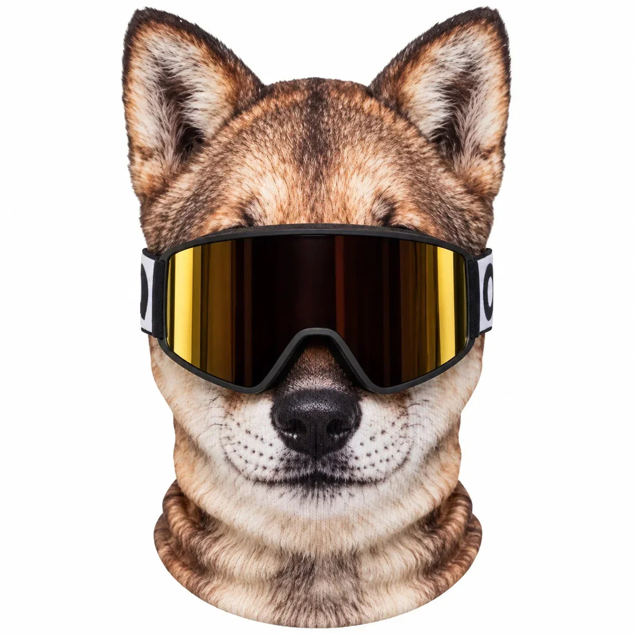 🐶Dog